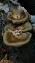 High angle view of mushrooms