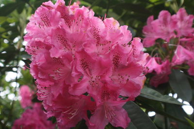 Close-up of pink flower