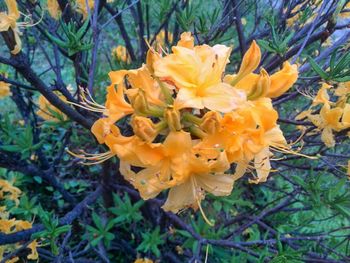 Close-up of fresh yellow flowers blooming in park