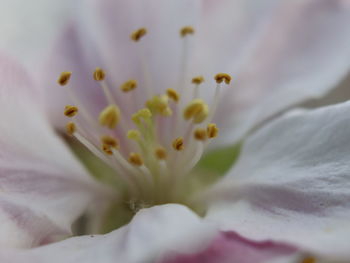 Close-up of fresh purple cherry blossom