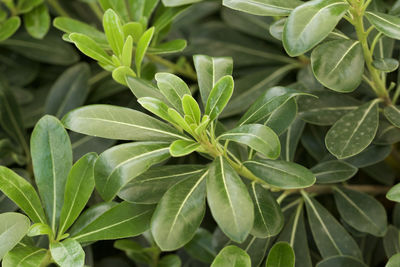 High angle view of leaves
