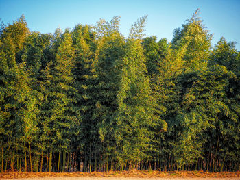 View of trees in forest
