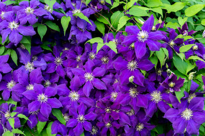 Close-up of purple flowering plants