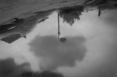 Reflection of trees in puddle