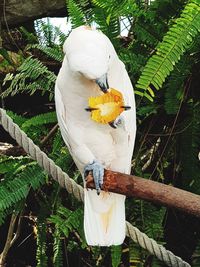 Close-up of parrot perching on tree