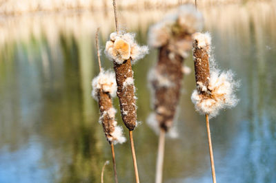 Close-up of wilted plant by lake