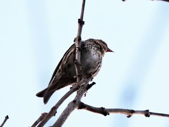 Low angle view of sparrow perching on cable