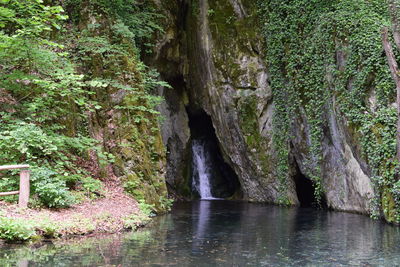 Scenic view of waterfall in forest