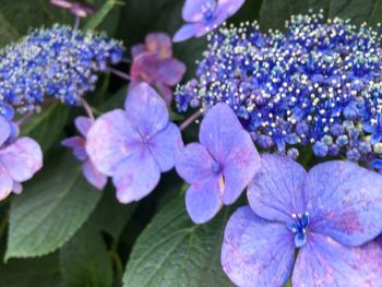 Close-up of purple hydrangea flowers