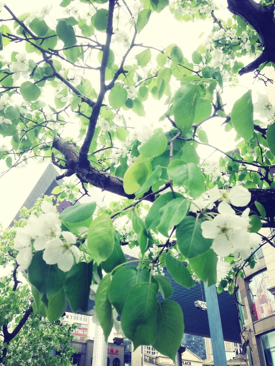 leaf, growth, tree, branch, low angle view, built structure, architecture, building exterior, plant, green color, nature, day, freshness, outdoors, no people, growing, ivy, sky, flower, sunlight