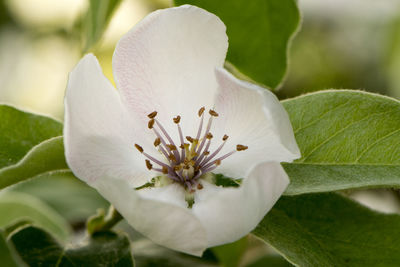 Close-up of white flowering plant