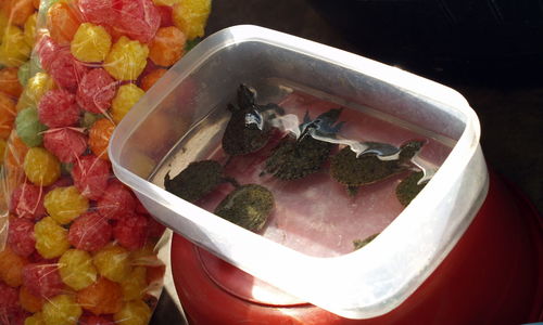 Close up of turtles in container