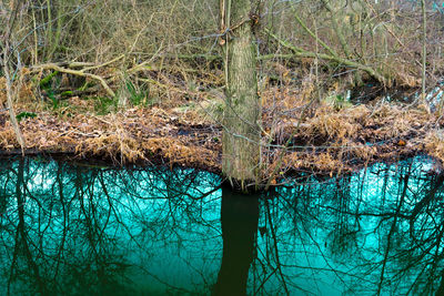 Close-up of bare tree in water