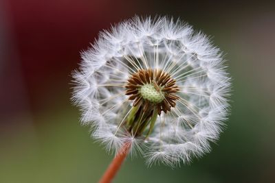 Close-up of dandelion