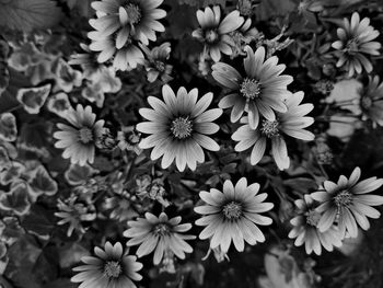Close-up of white daisy flowers