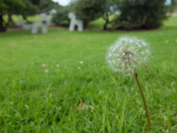 Close-up of dandelion on field