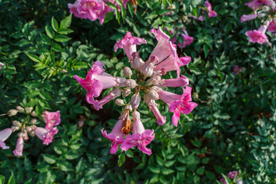 Close-up of pink flowers