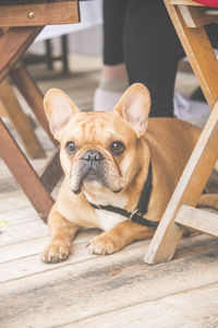 Portrait of dog on wooden table