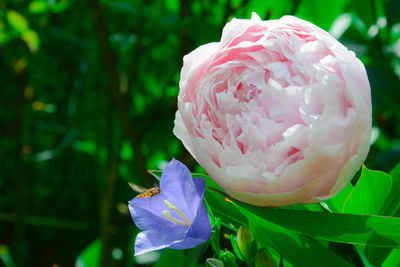 Close-up of pink rose