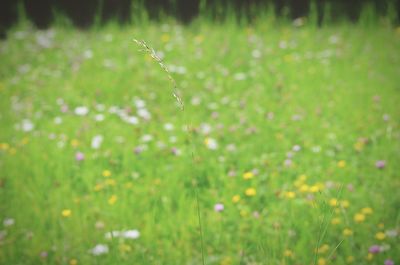 Full frame shot of flowers in field