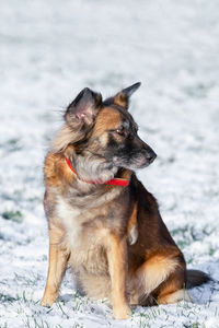 Dog looking away while sitting on land