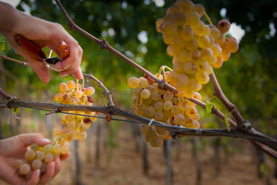 Close-up of hand holding fruit