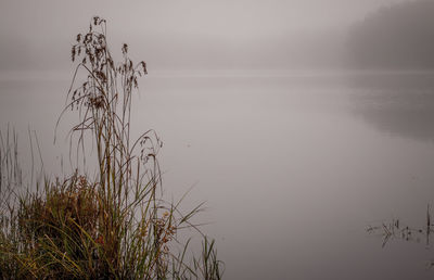 Plants growing against calm sea in foggy weather