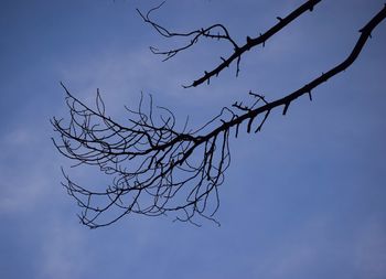 Low angle view of bare tree against sky