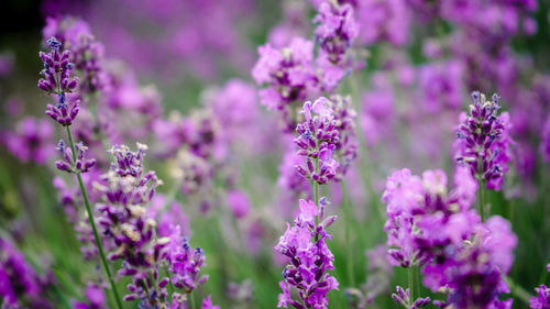 Close-up of purple flowering plants on field