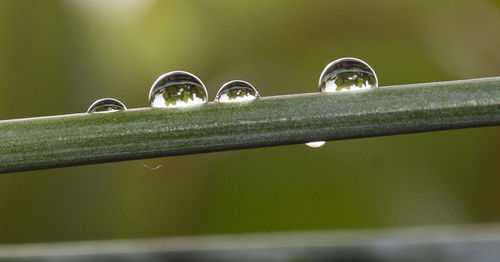 Close-up of water drops on leaf