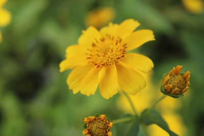 Close-up of yellow flowers blooming outdoors
