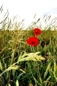 Close-up of red poppy growing on field