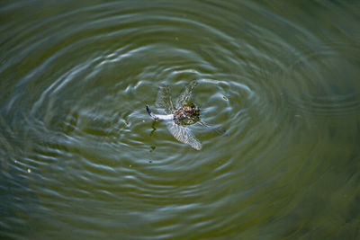 High angle view of swimming in lake