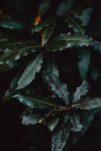 Close-up of leaves on plant during autumn