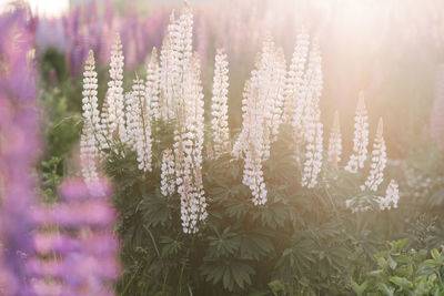 Close-up of purple flowering plants on field