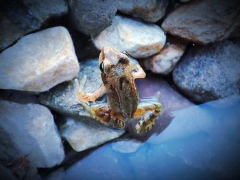 Close-up of frog on rock