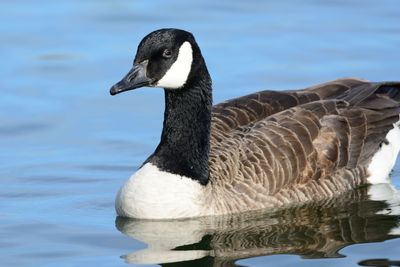 Close-up of duck swimming in lake