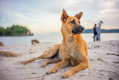 Dog sitting on beach