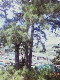 Trees in city against sky