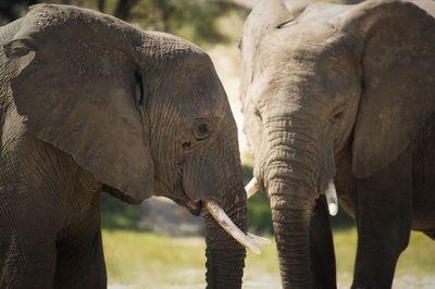 Close-up of elephants