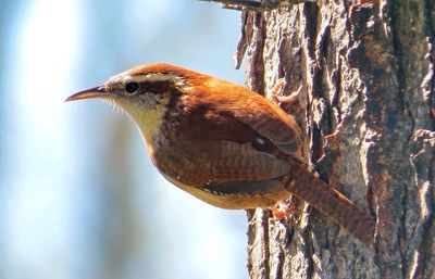 Close-up of bird perching on tree during sunny day