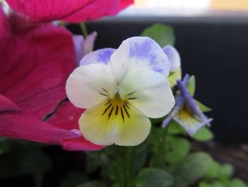 Close-up of flower blooming