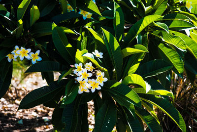 Close-up of flowering plant