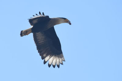 Low angle view of eagle flying against clear blue sky