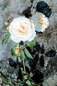 Close-up high angle view of flowers