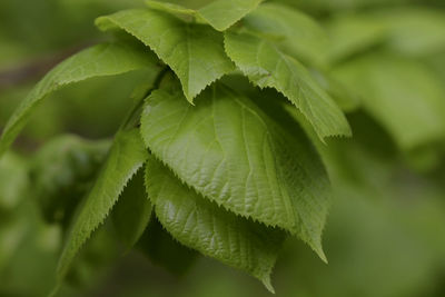 Close-up of green leaves