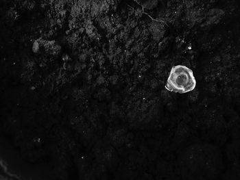 Close-up of jellyfish in water