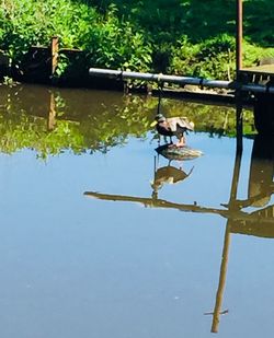 Reflection of a duck in a lake