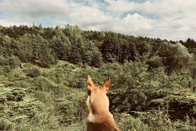 View of a cat on field