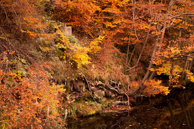 Trees in forest during autumn